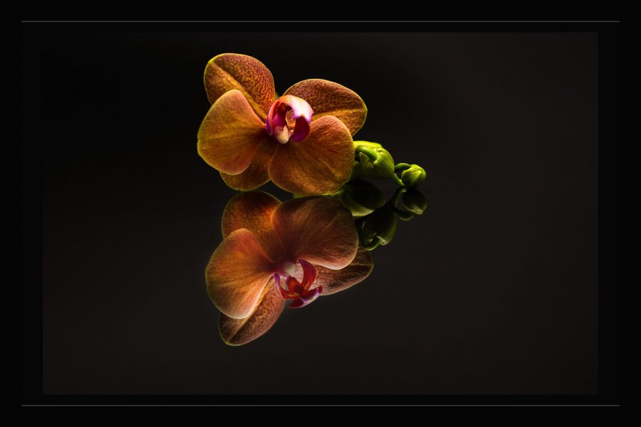 orchidej-2.jpg
