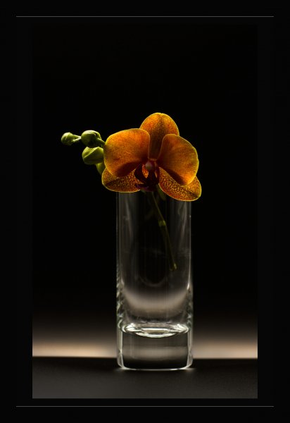 orchidej-4.jpg