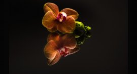 orchidej-2.jpg