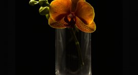 orchidej-4.jpg